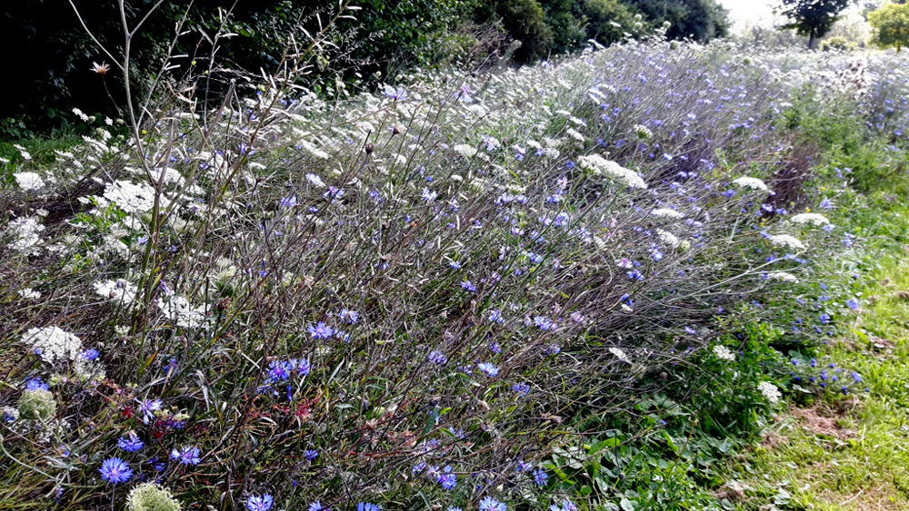 Die bunte Vielfalt heimischer Blüten.