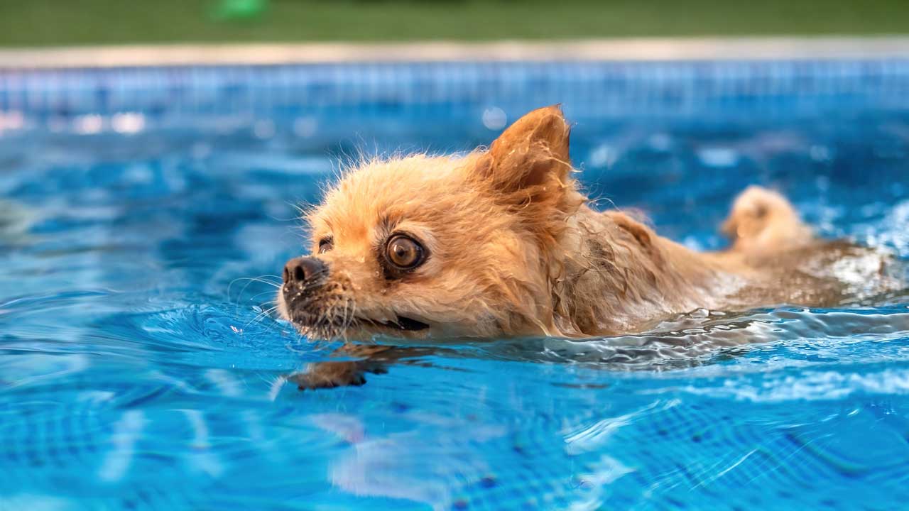 Hund im Schwimmbecken